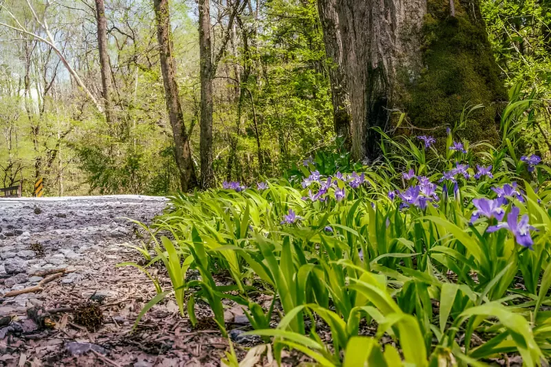 Greenbrier - The Wildflower Wilderness