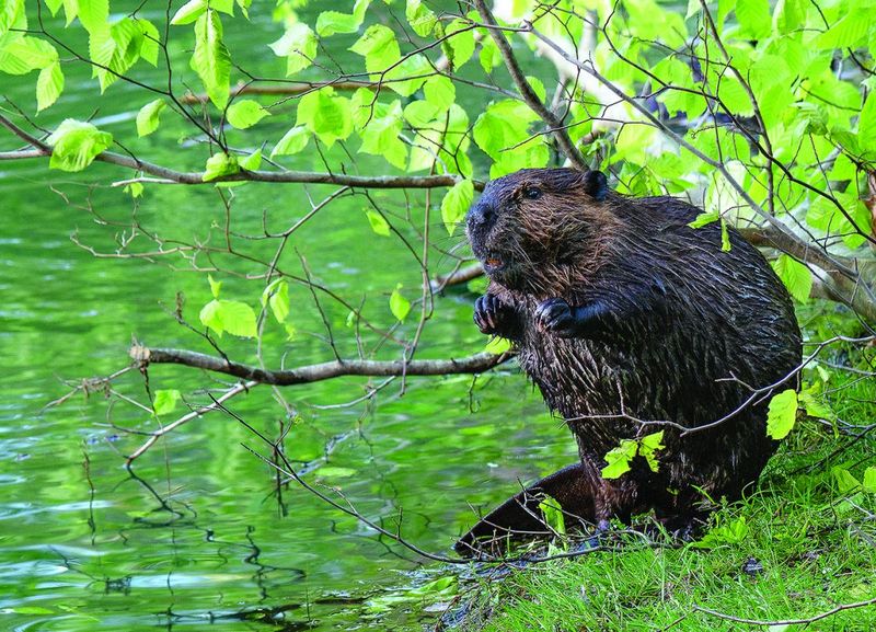 Wildlife All Around