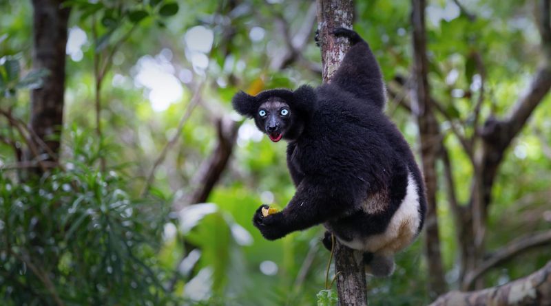 Encounter Lemurs in Madagascar's Exotic Forests