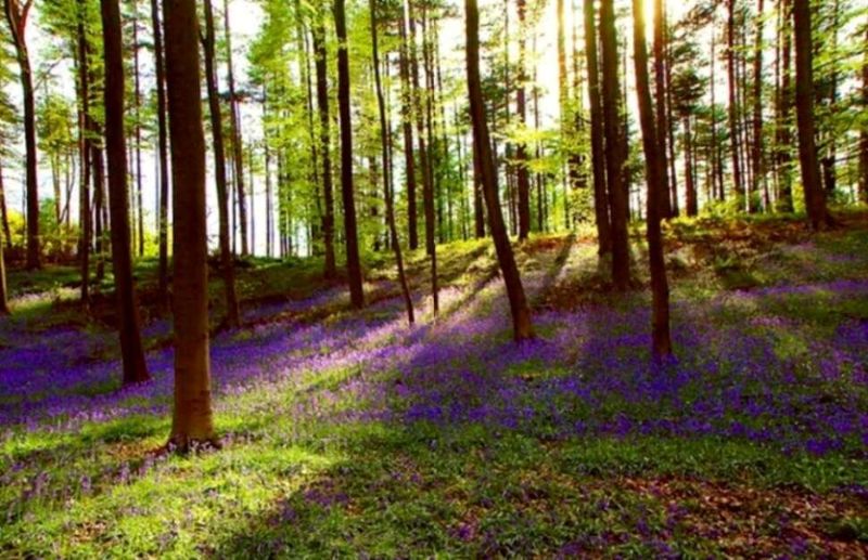 Hallerbos Forest, Belgium