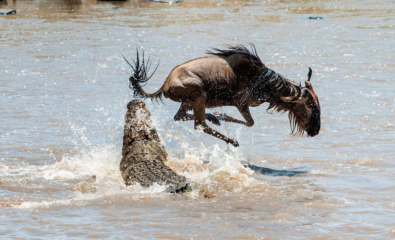 Witness the Great Migration Across the Serengeti, Tanzania