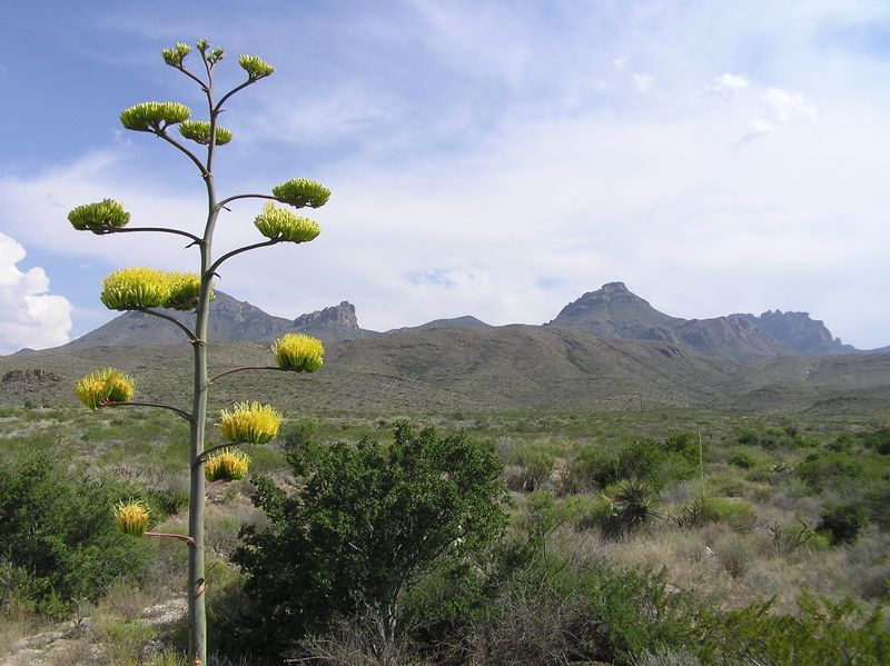 Chihuahuan Desert – Texas/New Mexico