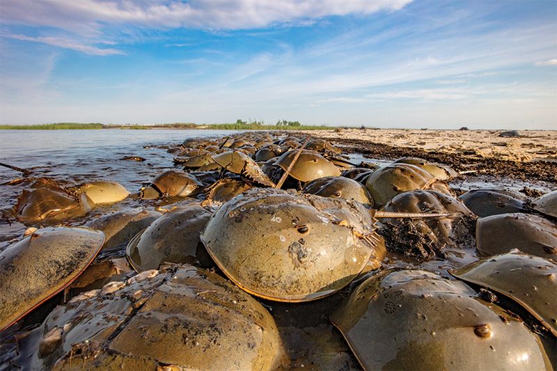 Slaughter Beach: Nature Lover's Paradise