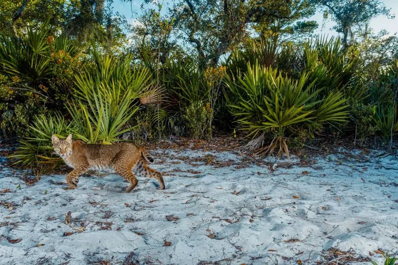 Florida – Big Cypress National Preserve
