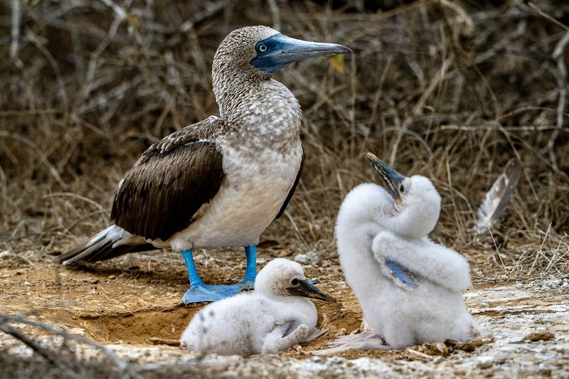 Galápagos Islands, Ecuador