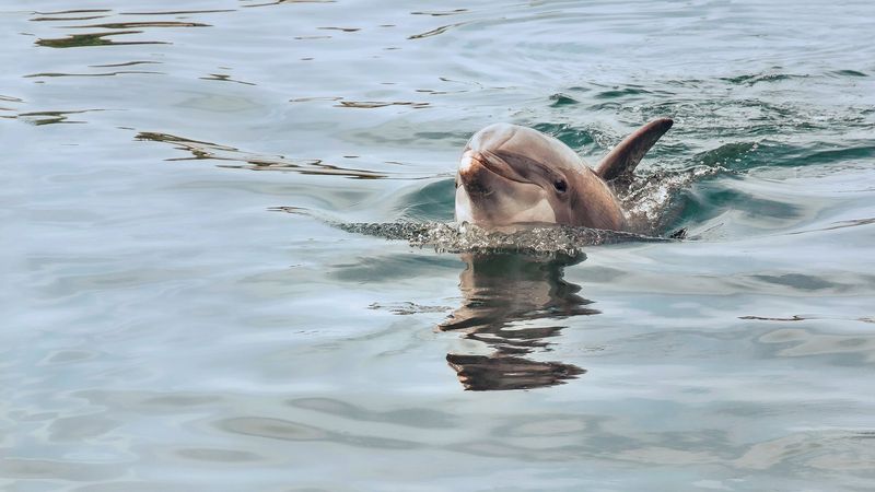 Take A Sunset Cruise Or Dolphin Tour