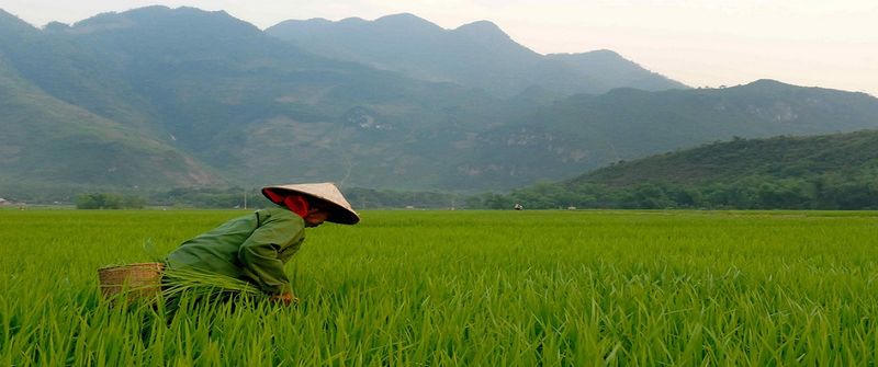 Endless rice fields in Vietnam