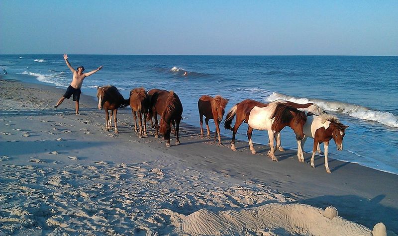 Assateague Island's Wild Ponies