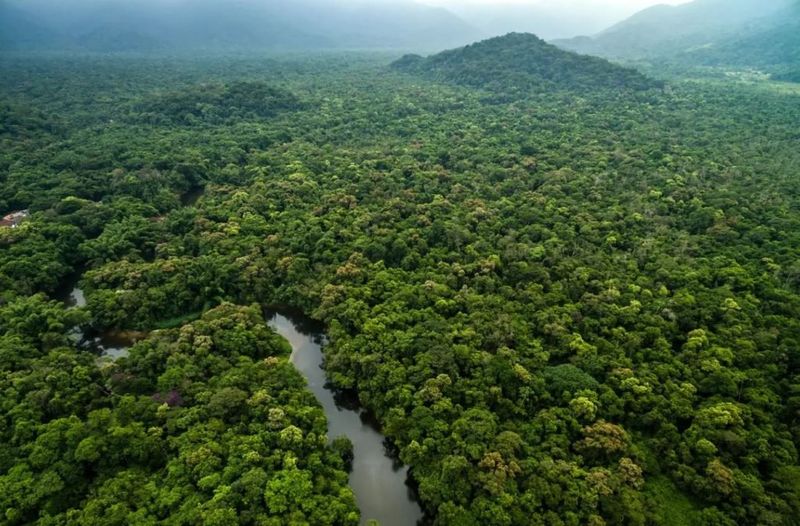 Amazon Rainforest Immersion