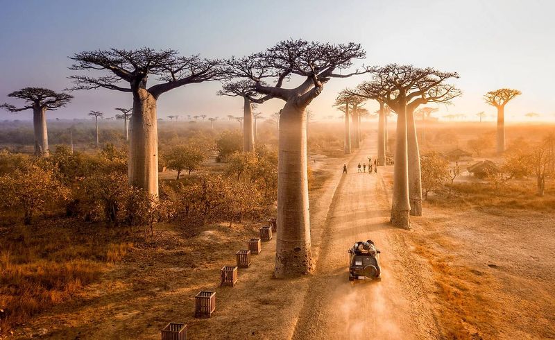 Madagascar's Baobab Forests