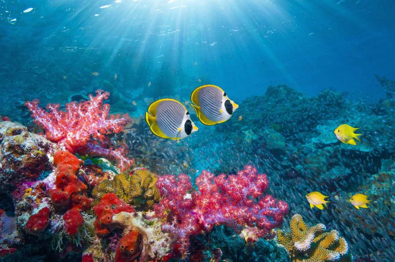 Avoid Feeding Fish