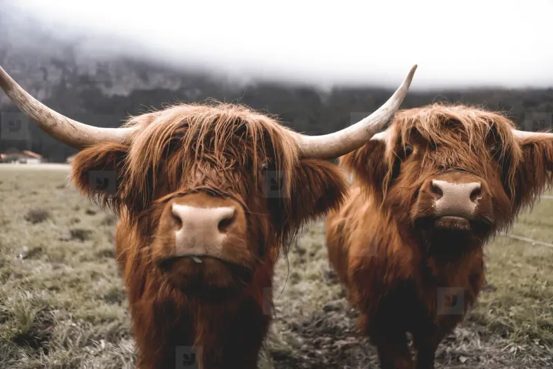 Spot Highland Cows
