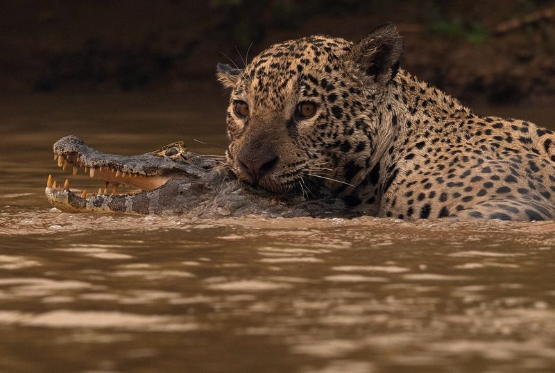 Tracking Jaguars in the Brazilian Pantanal