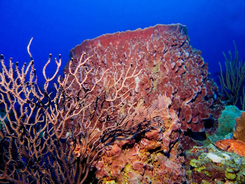 Saba Marine Park, Saba