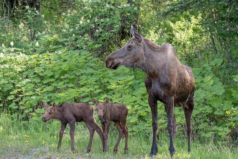 Plan For Wildlife Viewing Success