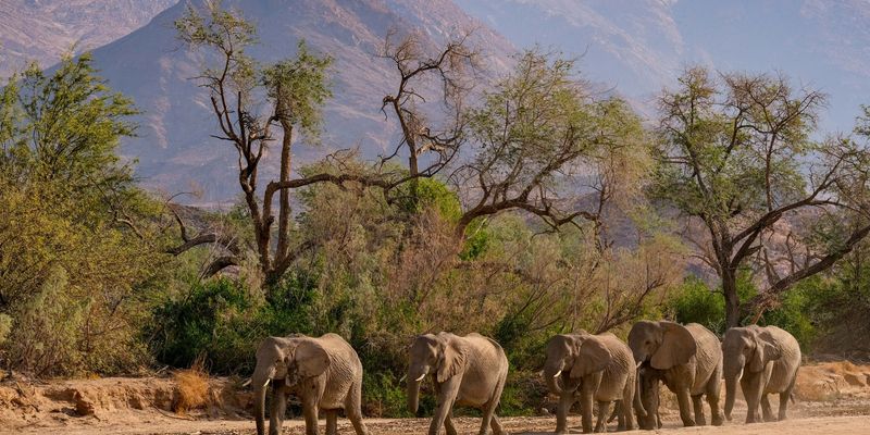 Wildlife Tracking in Namibia