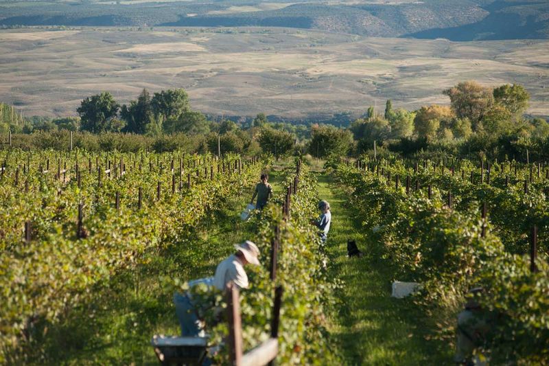 Paonia: Organic Farms And Wineries In Mountain Paradise
