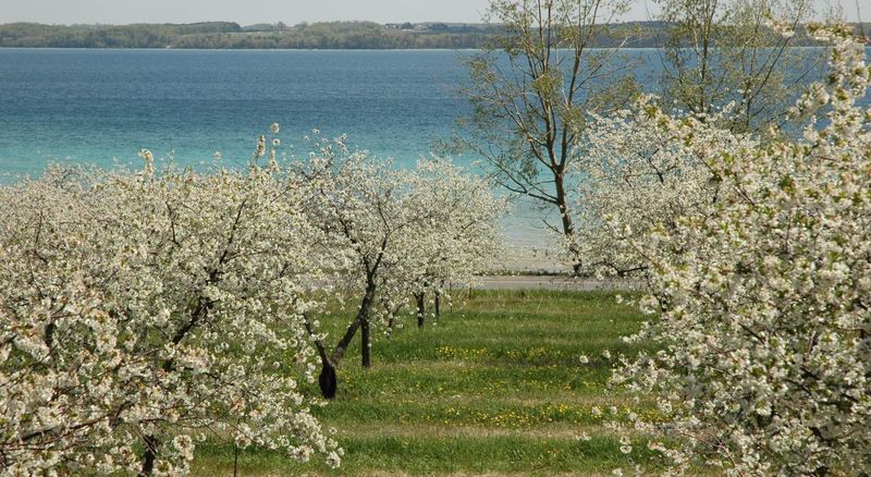 Traverse City Blooms