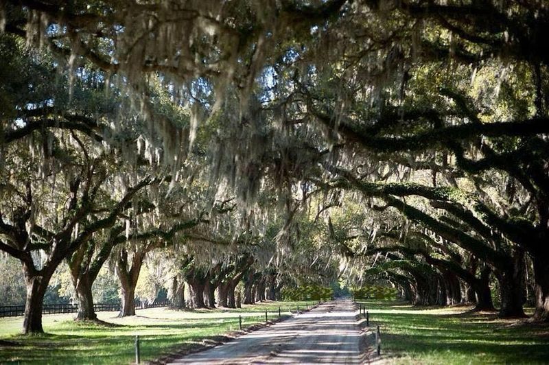 Charleston's Historic Plantations