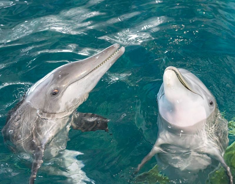 Clearwater Marine Aquarium