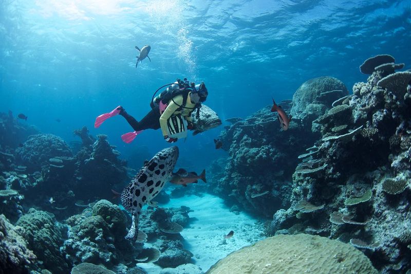 Diving the Great Barrier Reef