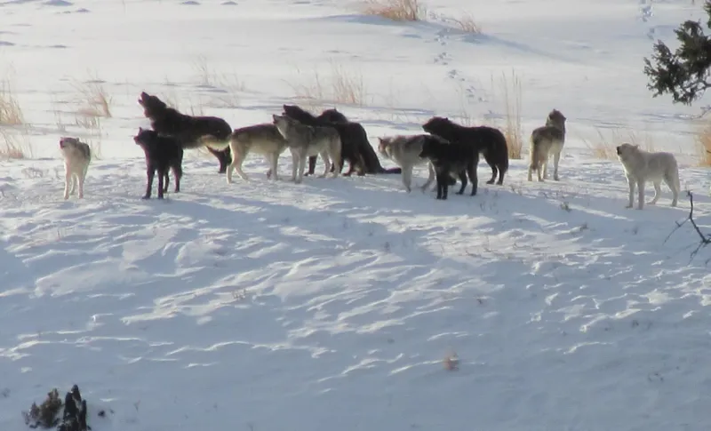 Watch Yellowstone's Wolf Packs Hunt at Dawn, USA