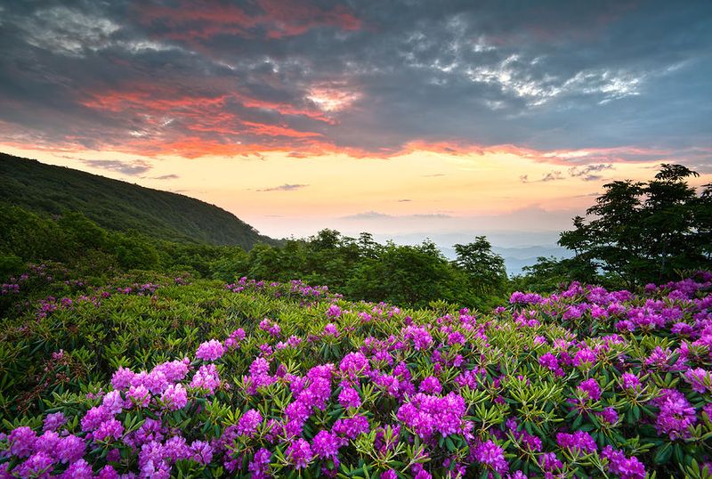 Visit Craggy Gardens For Wildflower Views