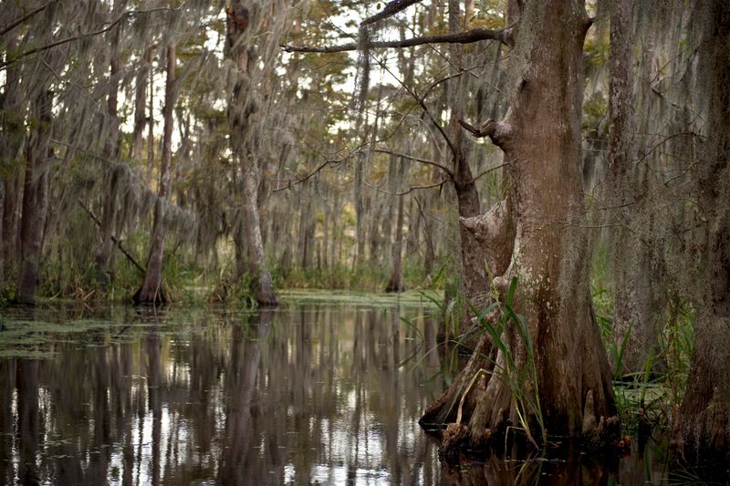 Take A Swamp Tour In Louisiana