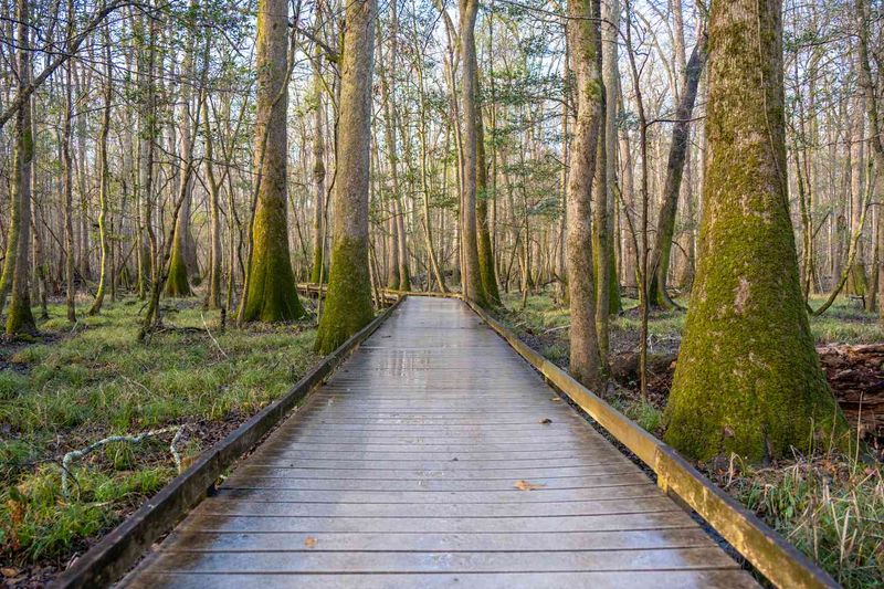 Hike The Boardwalk Loop For Easy Access To Scenic Beauty