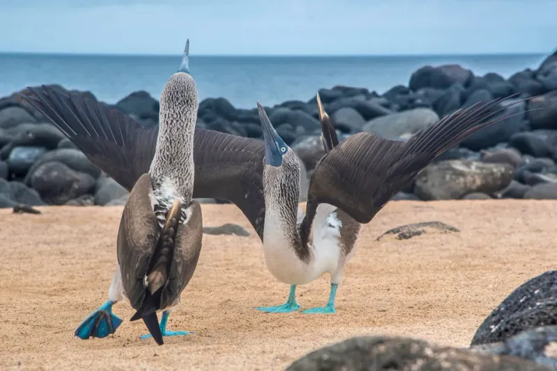 Sailing in the Galápagos Islands