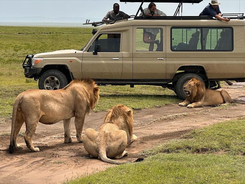 Taking an African Safari