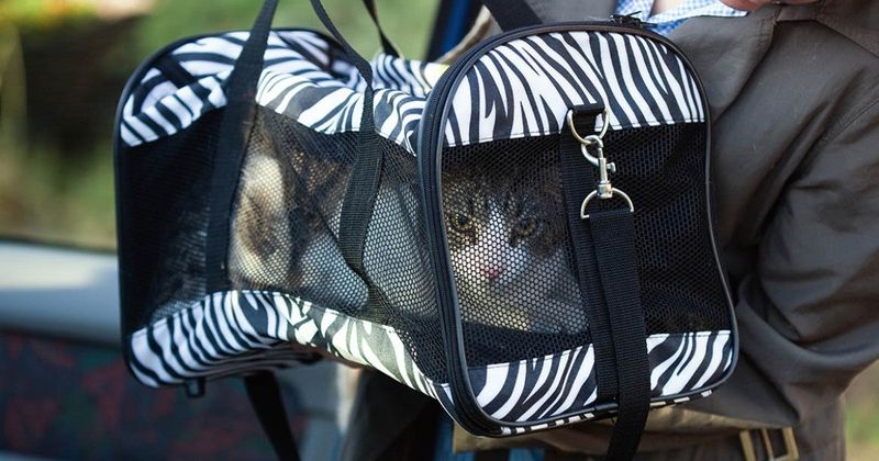 Health, Safety, And Veterinary Access