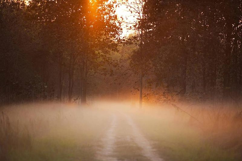 Quiet Morning Fog