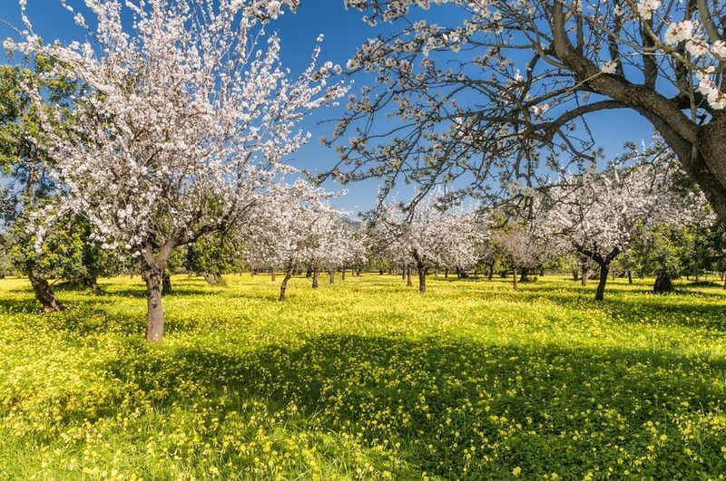 March: Spring Awakening