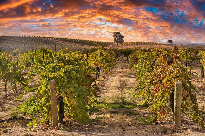 Paso Robles Rhône Ranger Experience