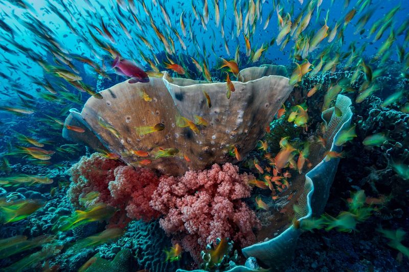 Palawan Marine Sanctuaries