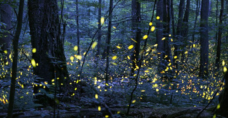 Firefly Nights And Towering Trees: 10 Reasons To Visit Congaree National Park