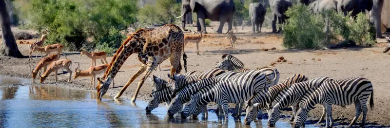 Safari Through Kruger National Park, South Africa
