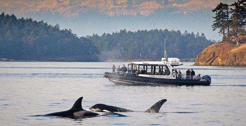 San Juan Islands, WA: Pacific Northwest Escape Without Border Crossing