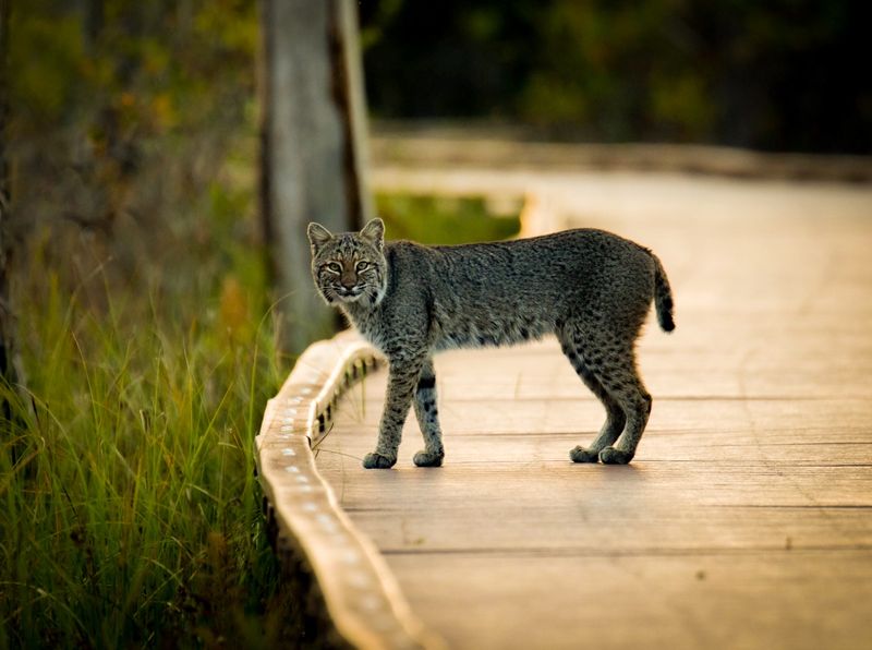 Georgia – Okefenokee National Wildlife Refuge
