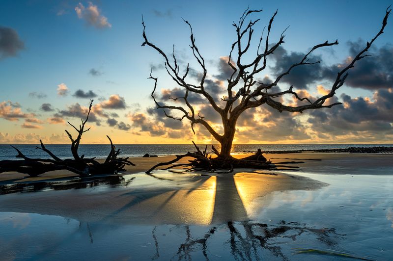 Georgia – Driftwood Beach, Jekyll Island