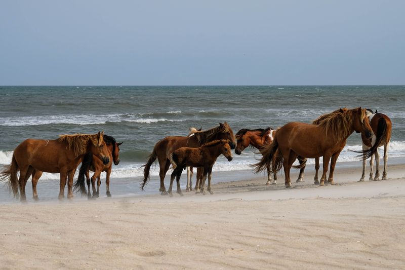 Chincoteague, Virginia – Wild Ponies and Pristine Beaches