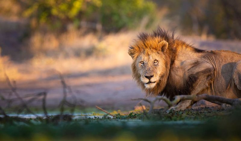 South Africa: Where Wild Dreams Come True