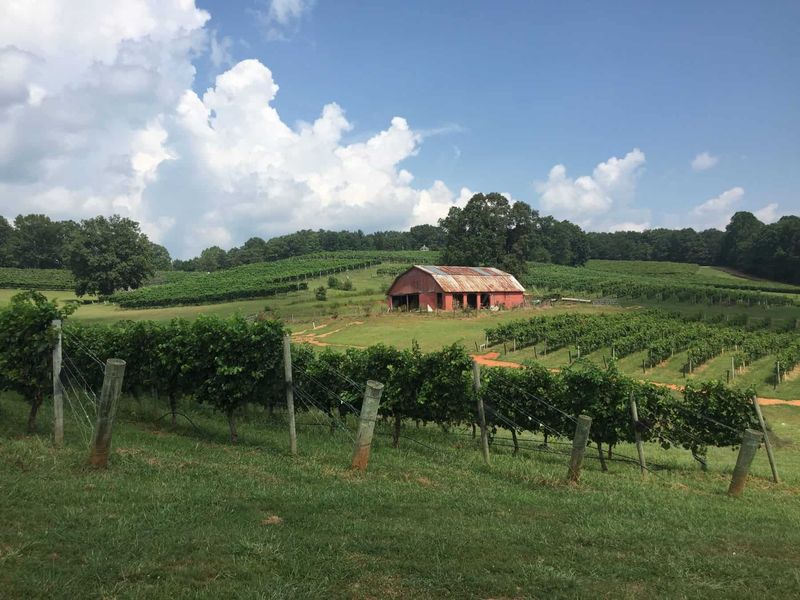 Three Sisters Vineyards