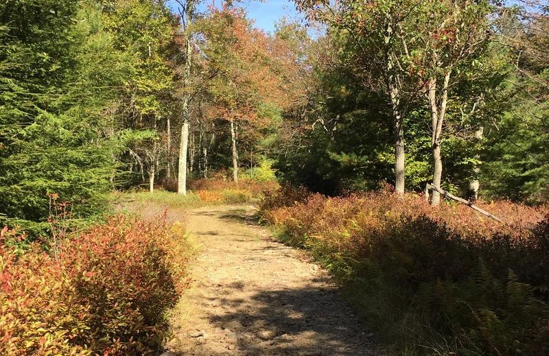 Hidden Forest Trails