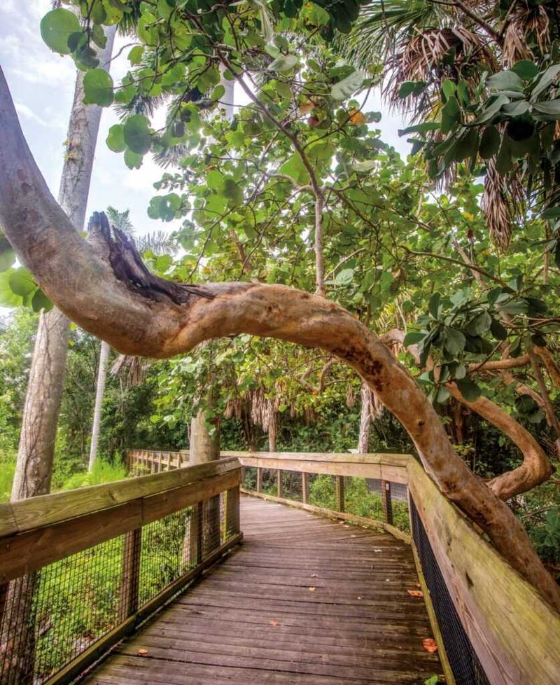 Hugh Taylor Birch State Park: Fort Lauderdale's Urban Oasis