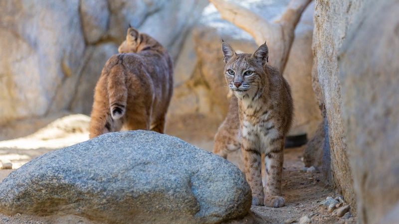 Hawaii – Pana‘ewa Rainforest Zoo