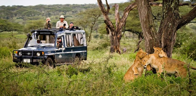 Safari in the Serengeti