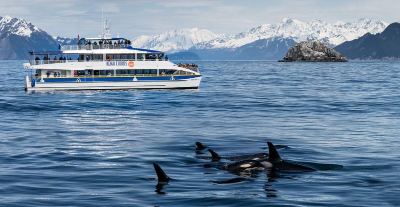 Wildlife cruise in Kenai Fjords
