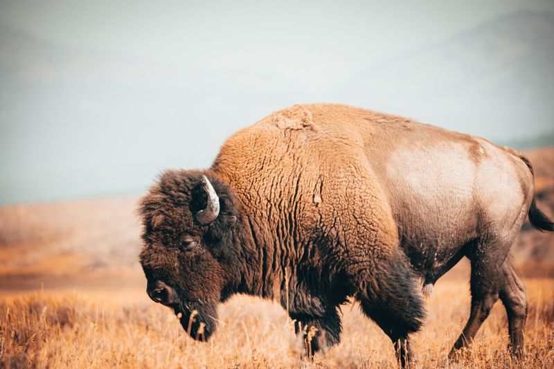 Yellowstone: Walking on a Supervolcano